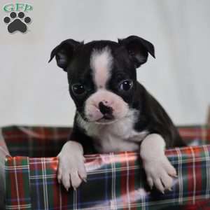 Esme, Boston Terrier Puppy
